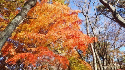 公開秋の日帰りハイク「奥多摩 大岳山」
