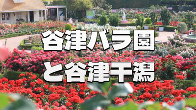 谷津バラ園と谷津干潟自然観察センターにいってみませんか？