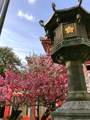 🏃‍♀️11月ウォーキング会のお知らせ🏃‍♀️