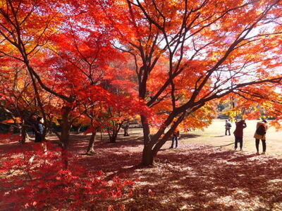 【残り2枠】11/15 紅葉ピクニック🧺🍁