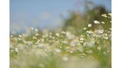 紅葉（新宿御苑）撮影会