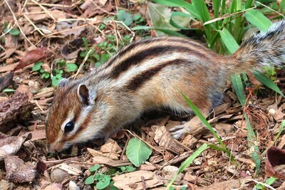 土呂～大宮 散策