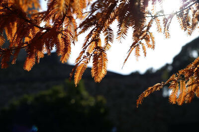 「第24回  豊橋 のんほいパーク赤ちゃんライオン(午前)と植物園(午後)」撮影会