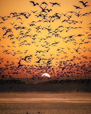 2026/1/10真雁の飛び立ち撮影会