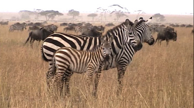 Keswick旅行会 ★アフリカ好きな方、大集合！