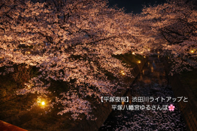 【平塚夜桜】渋田川ライトアップと平塚八幡宮ゆるさんぽ🌸