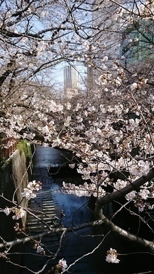 お花見（ピクニックスタイル）