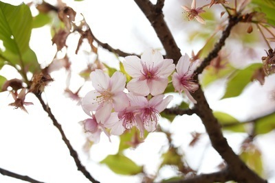 代々木公園で桜を撮影します！！