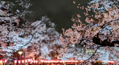 【花より団子でもOK】中目黒桜まつり食べ歩き散策！
