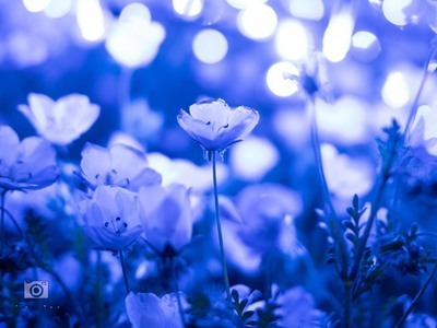 ネモフィラ撮影に行こう