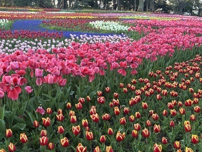 スタインウェイを一緒に弾きませんか🎼