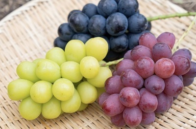 ぶどう🍇狩りに行きませんか