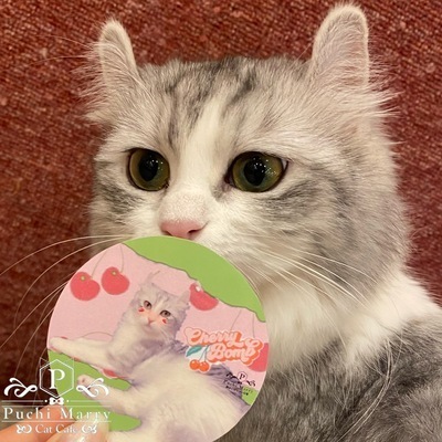 ギャラリー｜宮城猫カフェサークル