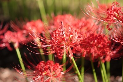 ギャラリー｜あるカメ(あるくカメラサークル)