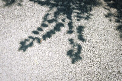 ギャラリー｜内向的　散歩写真サークル　(20代)