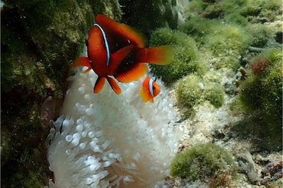 ギャラリー｜🏝️禁煙者限定Okinawa満喫🏝️