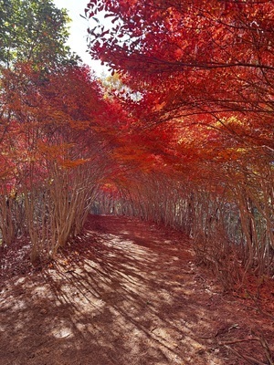 ギャラリー｜まったり山歩グループ