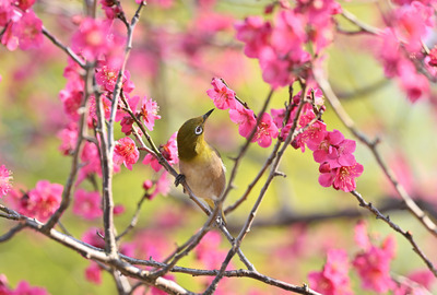 ギャラリー｜自然のなかで季節を楽しむ写真サークル🌈