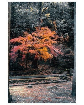 ギャラリー｜photo circle Flare