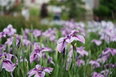 ギャラリー｜あるカメ(あるくカメラサークル)