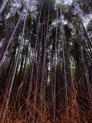 ギャラリー｜ゆるフォト散歩(散歩×写真)