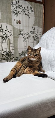 ギャラリー｜パープルバドミントンプレイヤーズ