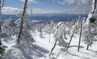 ギャラリー｜かわせみ山楽会