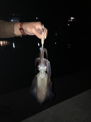 ギャラリー｜てげてげ