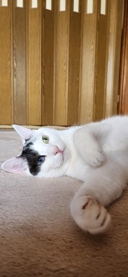 ギャラリー｜パープルバドミントンプレイヤーズ