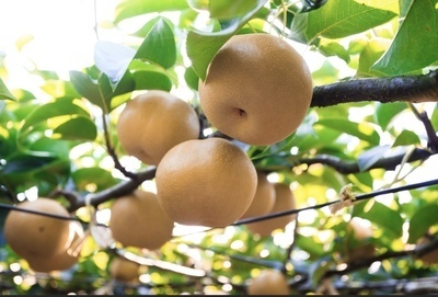 プロフィール｜あと1名募集‼️9/7(日)梨狩り🍐に一緒に行きませんか？現在9名