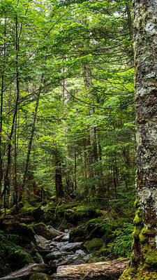 プロフィール｜Mountain Debut