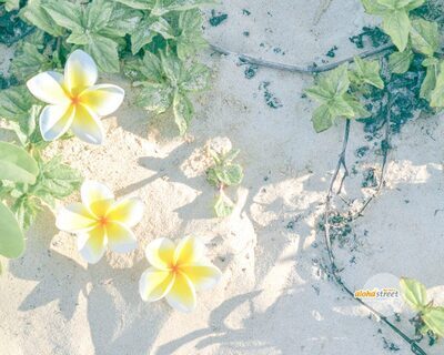 プロフィール｜ミドル＆シニアさんのカラオケピンコロクラブ・メンバーさん募集！