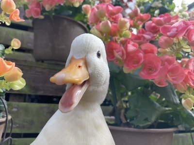 ヘッダー画像｜和光市グミ