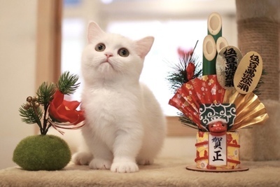プロフィール｜宮城猫カフェサークル