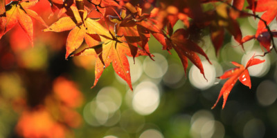 プロフィール｜FOCUS