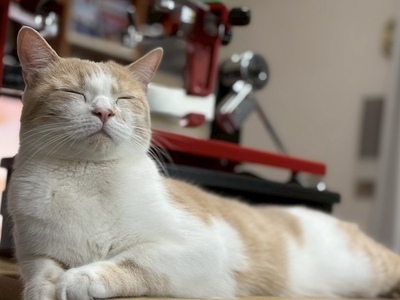 プロフィール｜SBC