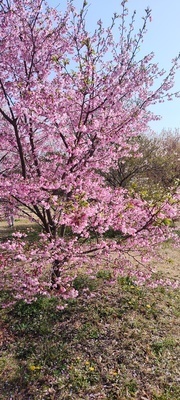 プロフィール｜karaoke🎤