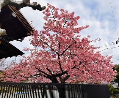 プロフィール｜タム