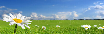 ヘッダー画像｜東京お散歩教室