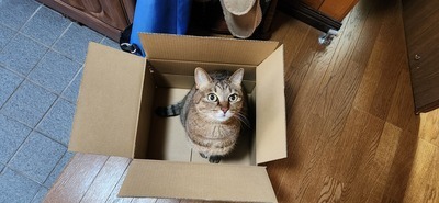 プロフィール｜パープルバドミントンプレイヤーズ